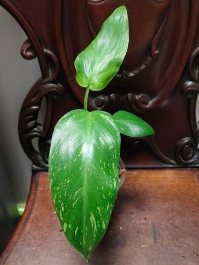 Philodendron Jose Buono