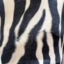 Lamp Zebra Print Image 3