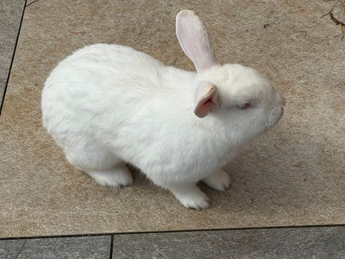 Pet bunnies/rabbit