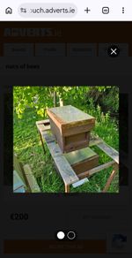 Bee nucs for sale