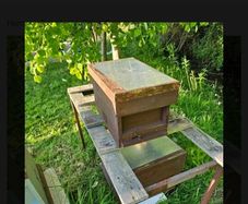Irish native Bee nucs for sale