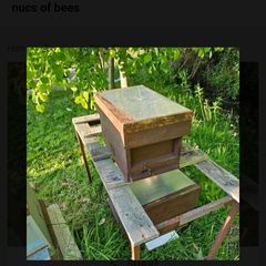 Bee nucs for sale