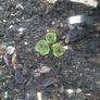Wild mint plant Image 4