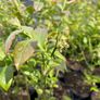 Blueberry bushes 5l pot Image 6