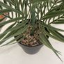 Artificial Plants Image 4