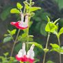 salvia hot lips Image 4
