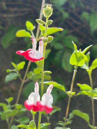 salvia hot lips