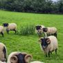Rams Image 7