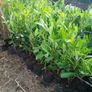 Laurel Hedging 3 feet tall. Image 5