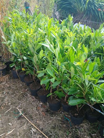 Laurel Hedging 3 feet tall.