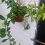 flowerAeschynanthus 'Mona Lisa' Image 3