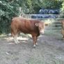 limousin  bulls Image 7