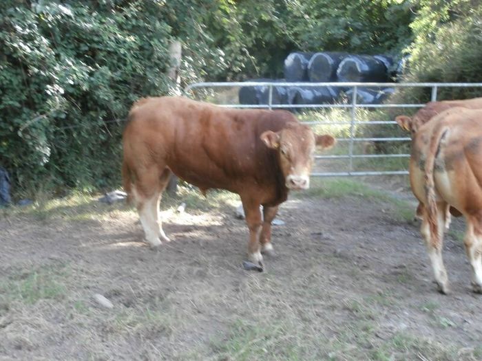 limousin  bulls