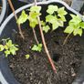 Red and black Currant plants from cuttings rooted Image 6