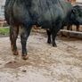 Bull Image 9
