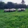 Rams Image 6