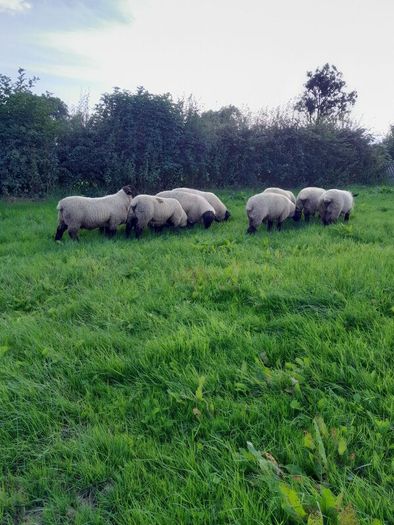 Rams