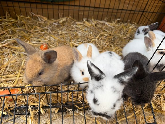 Pet bunnies/rabbit