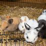 Pet bunnies/rabbit Image 3
