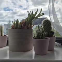 cacti / cactus plants free