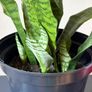 Snake Plant Image 3