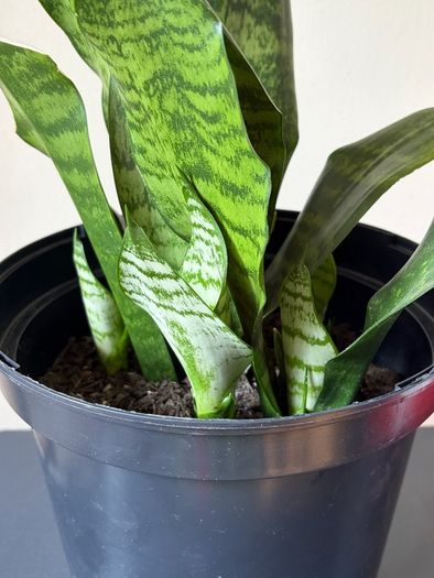 Snake Plant