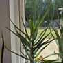 Aloe vera Image 6