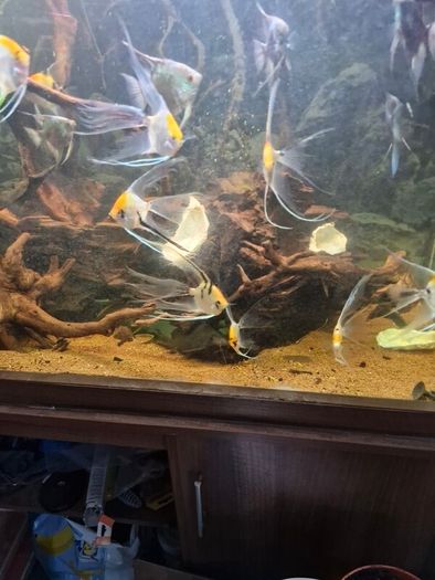 fish tank wood