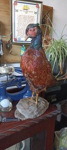 Cock Pheasant