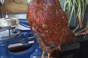 Cock Pheasant