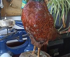 Cock Pheasant