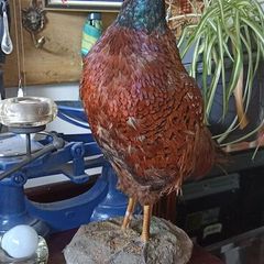 Cock Pheasant