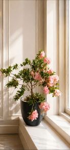 Large indoor Azalea plant. Pot included.
