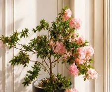 Large indoor Azalea plant. Pot included.
