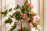 Large indoor azalea with beautiful soft pink blooms in a stylish decorative pot included.