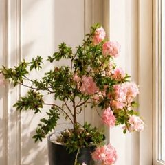 Large indoor azalea with beautiful soft pink blooms in a stylish decorative pot included.
