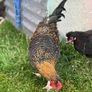 17 weeks Olive Egger Rooster for sale Image 9