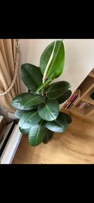 Large Plant Ficus Elastica