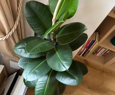 Large Plant Ficus Elastica