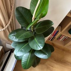 Large Plant Ficus Elastica