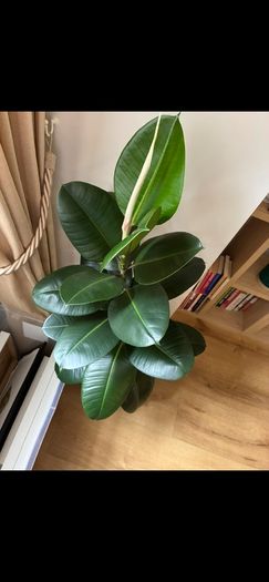 Large Plant Ficus Elastica