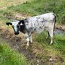 Heifers Image 4