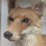 Antique 1900s Taxidermy Fox, Stoat and Red Squirrel in Case Image 4