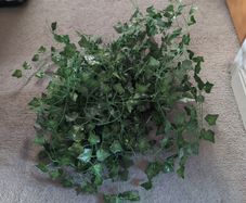 Vine leaves