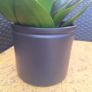 Sansevieria Hahnii in a grey pot Image 8