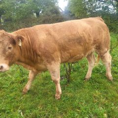 Organic  Cattle  Heifers