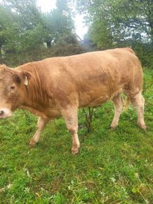 Organic  Cattle  Heifers