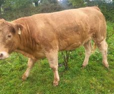 Organic  Cattle  Heifers