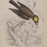 Yellow Crested Flat Bill William Jardine 1838 Image 2