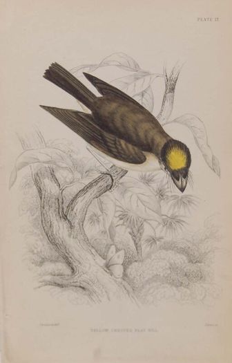 Yellow Crested Flat Bill William Jardine 1838